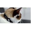 DASHI COLEIRA GATO PRETO