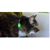 DASHI COLEIRA GATO VERDE