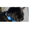DASHI COLEIRA GATO AZUL CÉU
