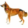 TRIXIE SLIPS HIGIÉNICOS PRETO TRIXIE SLIPS HIGIÉNICOS PRETO