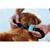 ZEE.DOG MONOBY COLLAR 